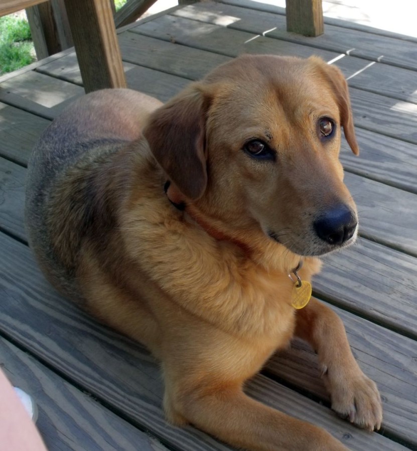 Gracie5.jpg